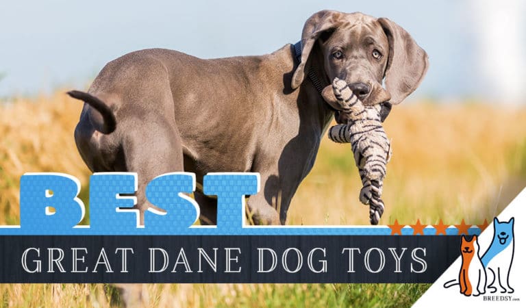 12 Best Dog Toys for Great Danes in 2023