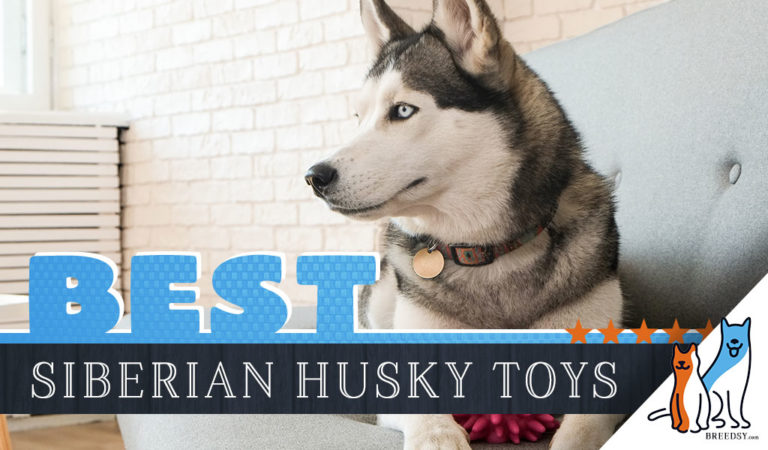 12 Best Dog Toys for Huskies in 2022