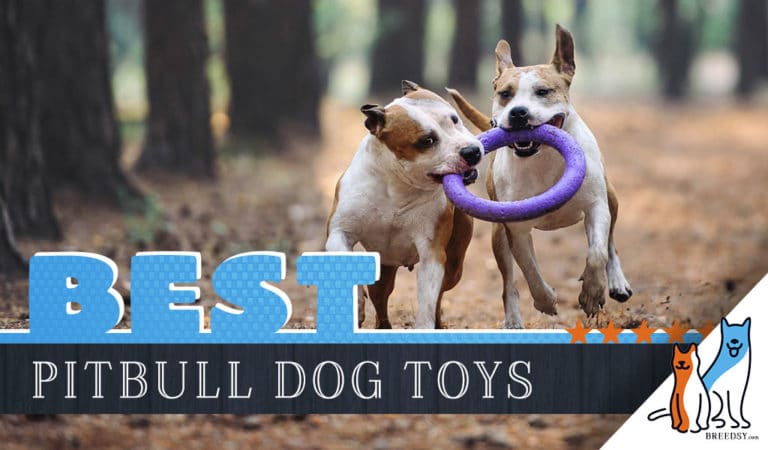 12 Best Dog Toys for Pitbulls in 2022