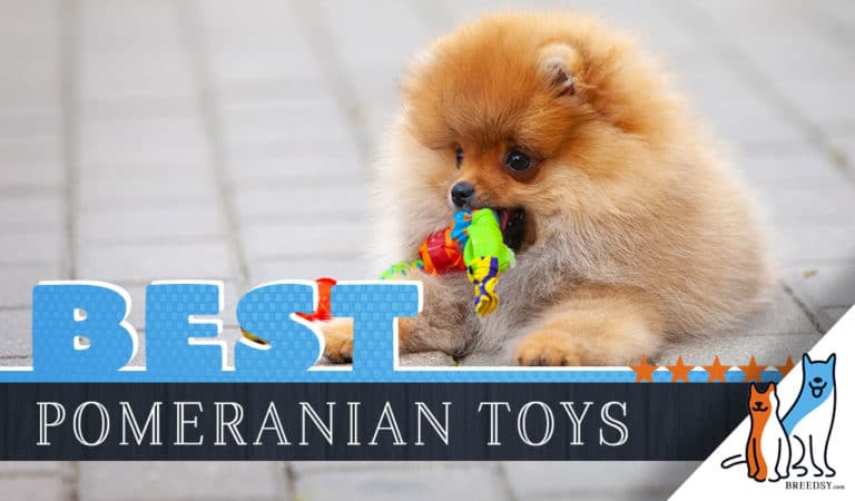 Pomeranian Toys : 12 Best Dog Toys for Pomeranians in 2023 