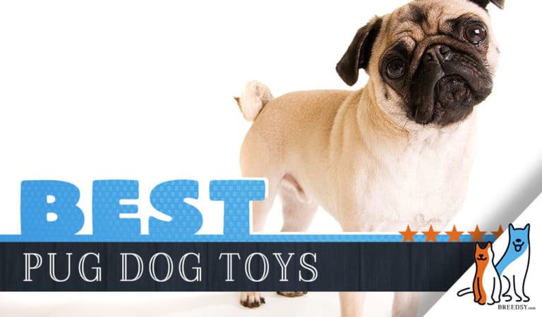 12 Best Dog Toys for Pugs in 2022