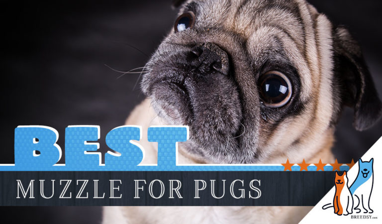 6 Best Muzzles for Pugs : Top Options for Short Snout Toy Breeds