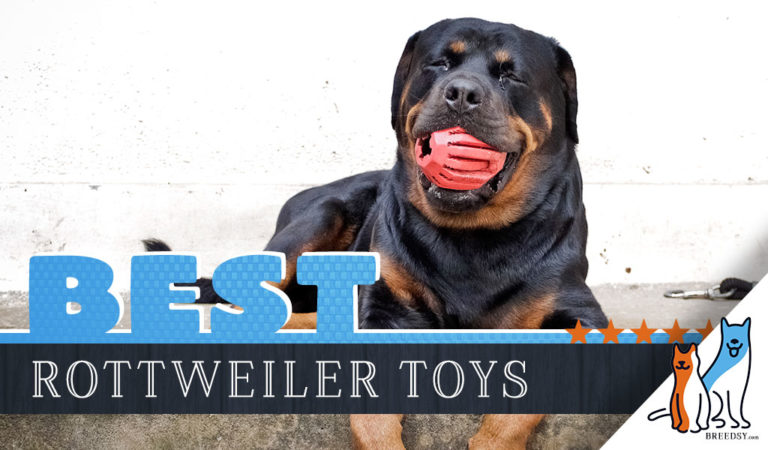 Rottweiler Toys : 12 Best Dog Toys for Rottweilers in 2022