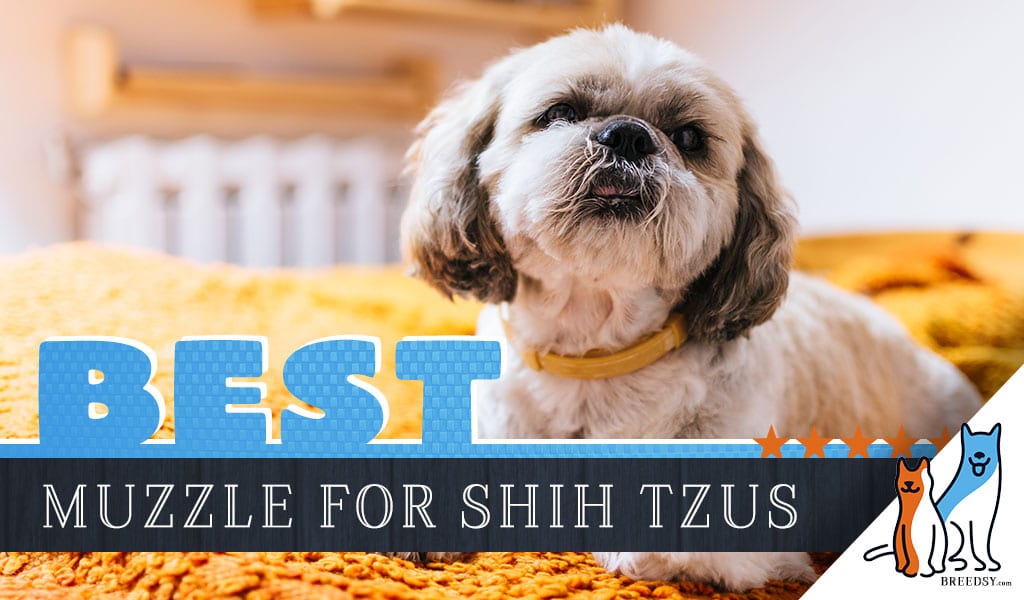7 Best Muzzles for Shih Tzus + Tips and 