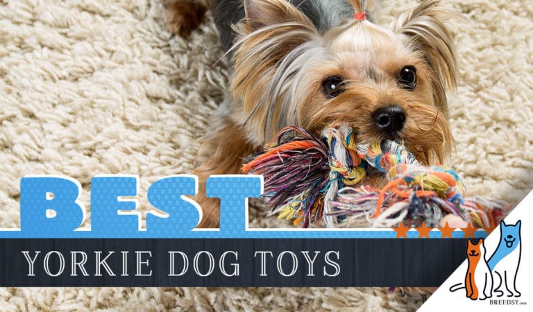 12 Best Dog Toys for Yorkies in 2022
