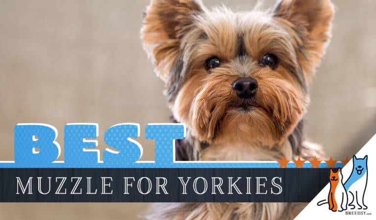 5 Best Muzzles for Yorkshire Terriers