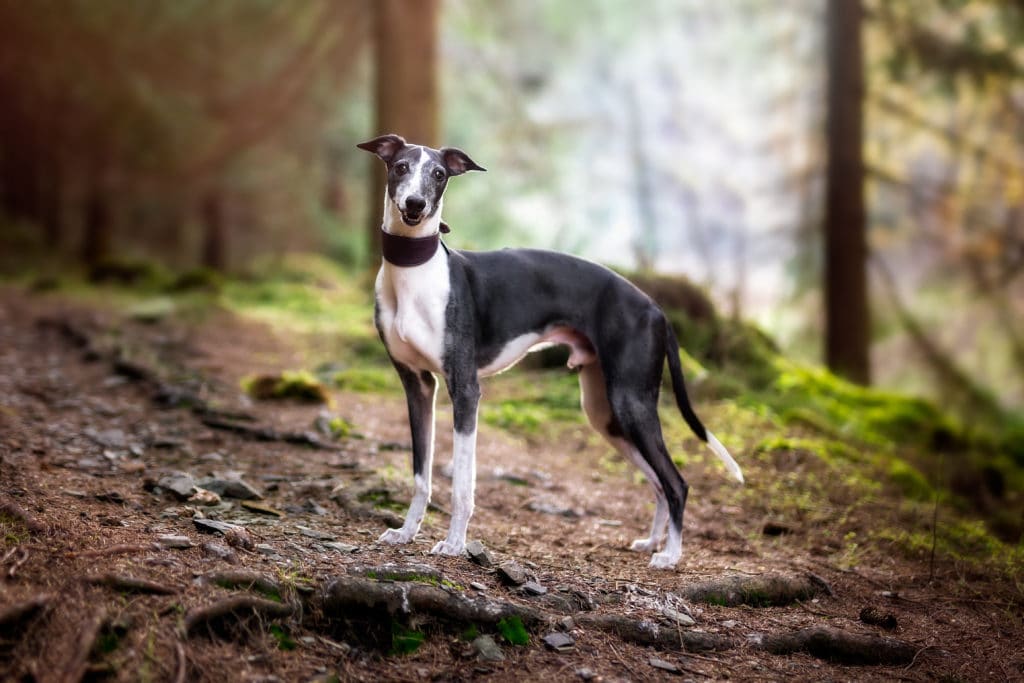 8 Best Dog Collars for Whippets in 2019