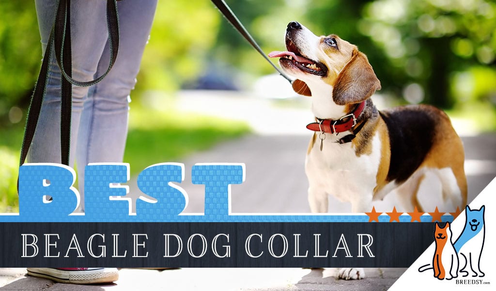 8 Best Dog Collars for Beagles in 2020