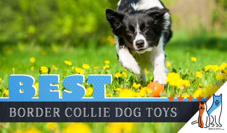 12 Best Dog Toys for Border Collies in 2023