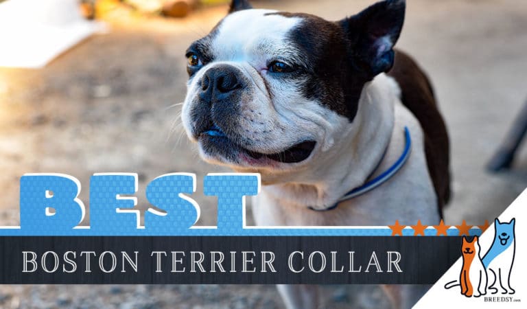 8 Best Dog Collars for Boston Terriers in 2022