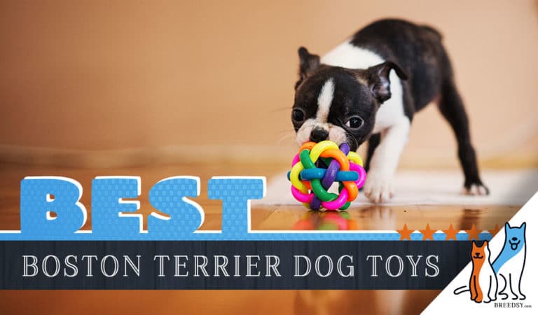 12 Best Dog Toys for Boston Terrier in 2022
