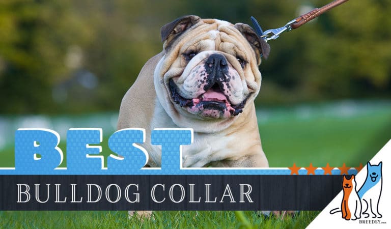 8 Best Dog Collars for Bulldogs in 2022