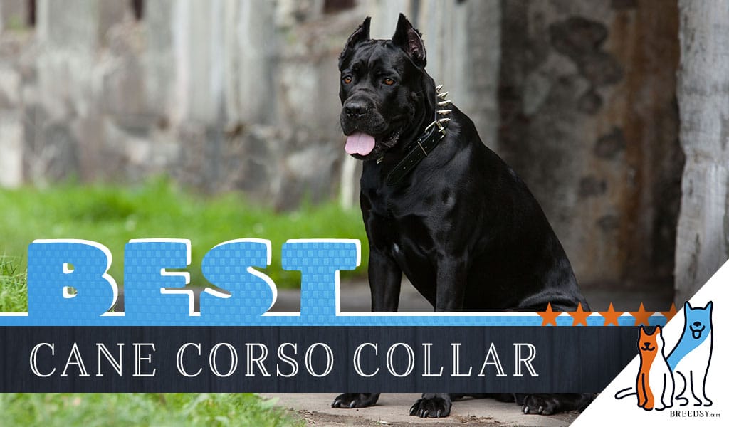 8 Best Dog Collars for Cane Corsos in 2020