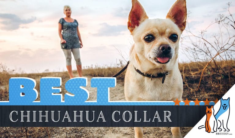 8 Best Dog Collars for Chihuahuas in 2022
