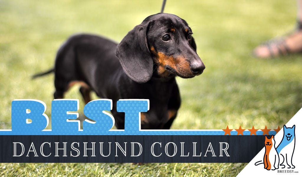 8 Best Dog Collars for Dachshunds in 2020
