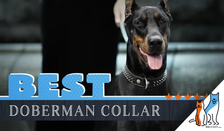 8 Best Dog Collars for Dobermans in 2023