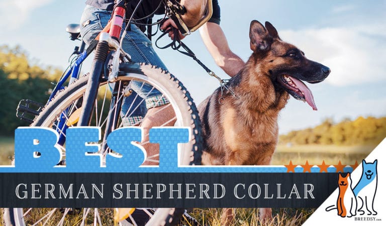 8 Best Dog Collars for German Shepherds in 2022