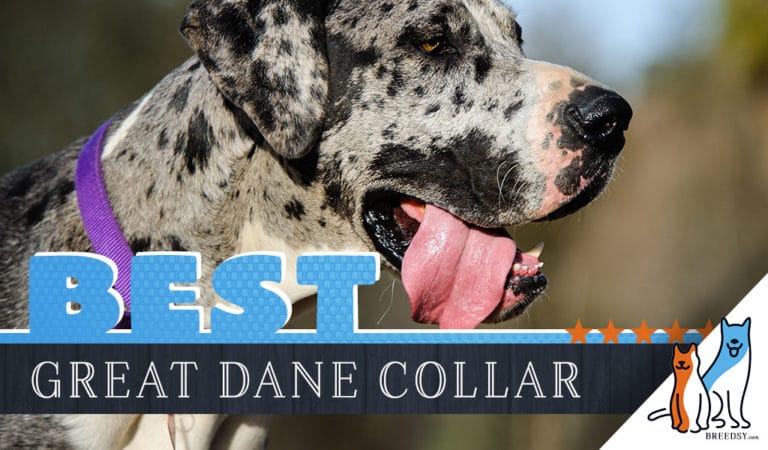 8 Best Dog Collars for Great Danes in 2023