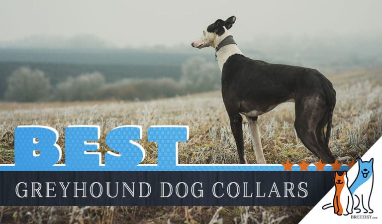 8 Best Dog Collars for Greyhounds in 2022