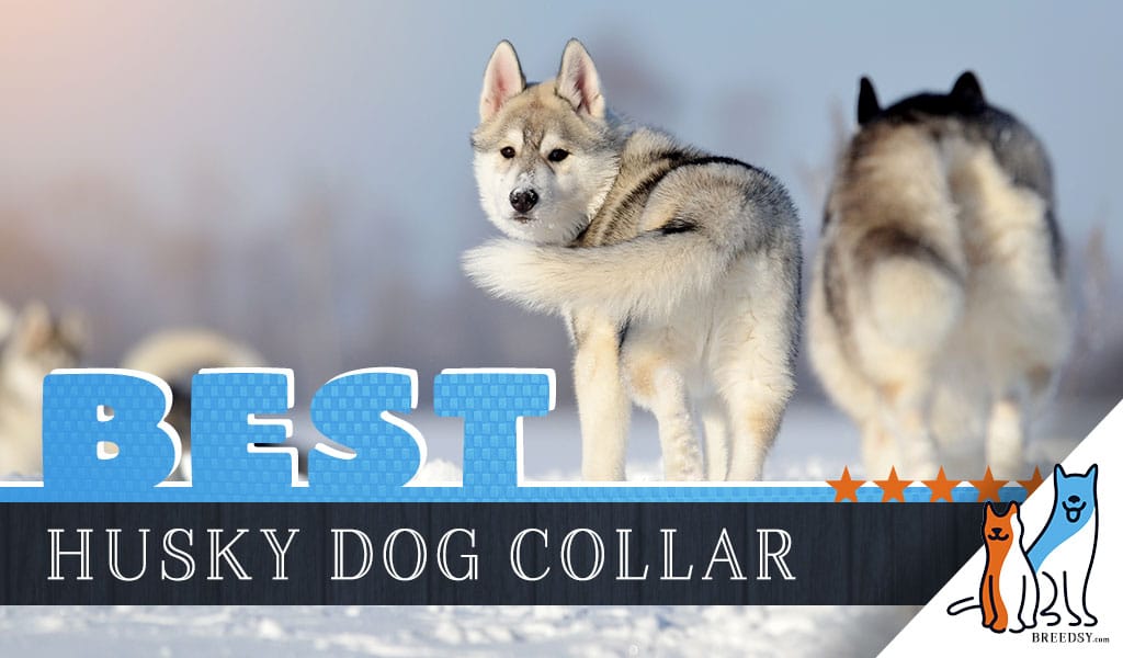 8 Best Dog Collars for Huskies in 2020