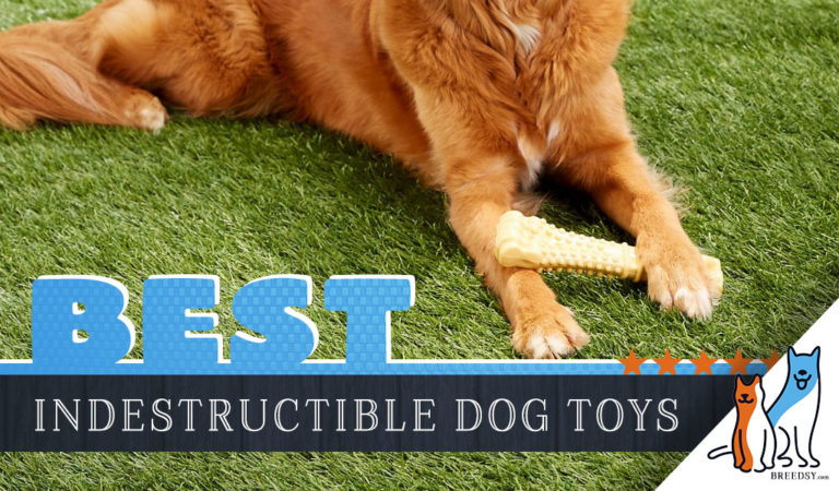 12 Best Indestructible Dog Toys in 2022