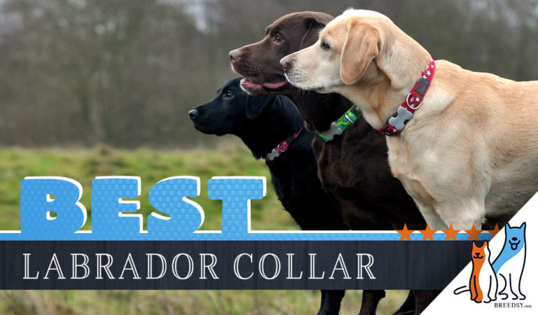8 Best Dog Collars for Labradors in 2022