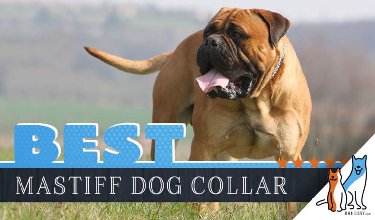 8 Best Dog Collars for Mastiffs in 2022