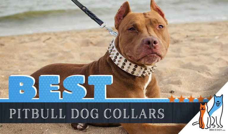 8 Best Dog Collars for Pitbulls in 2023