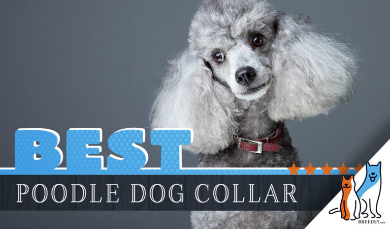 8 Best Dog Collars for Poodles in 2022