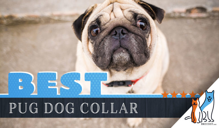 8 Best Dog Collars for Pugs in 2022