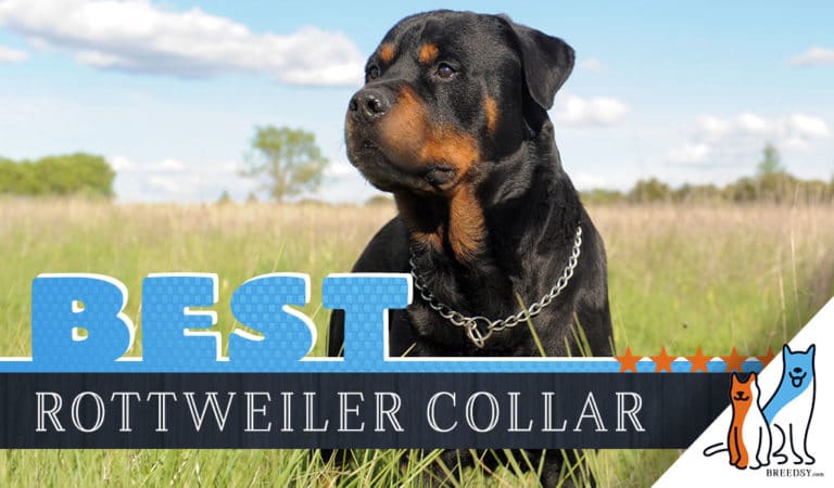 8 Best Dog Collars for Rottweilers in 2022