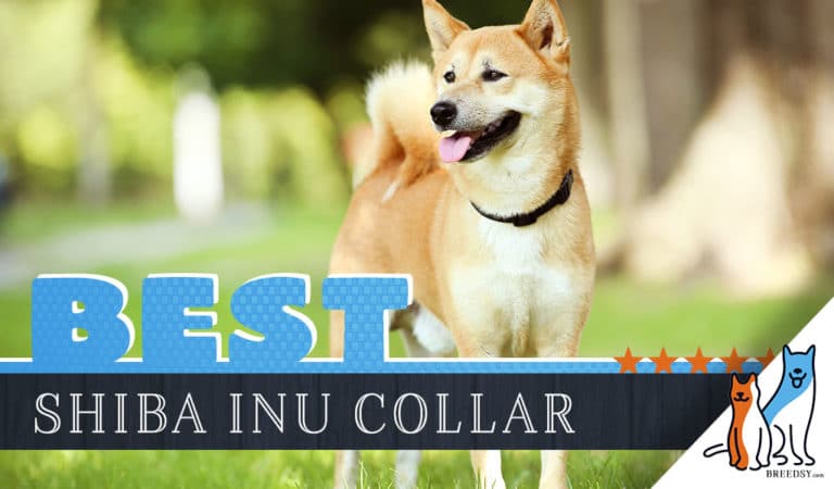 8 Best Dog Collars for Shiba Inus in 2022