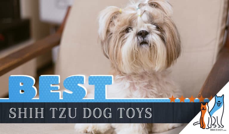 12 Best Dog Toys for Shih Tzus in 2023