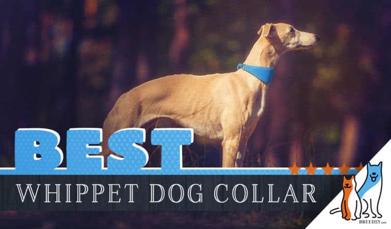 8 Best Dog Collars for Whippets in 2023