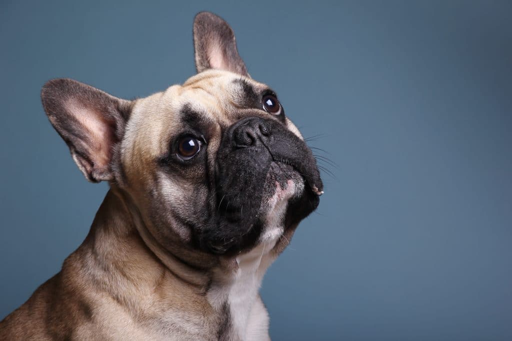 6 Best Dog Crates for French Bulldogs in 2020