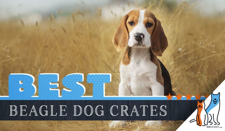 6 Best Dog Crates for Beagles in 2022
