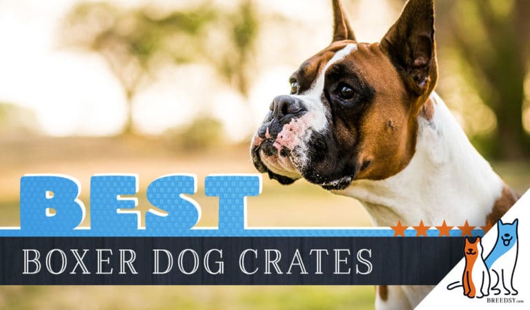 6 Best Dog Crates for Boxers in 2023