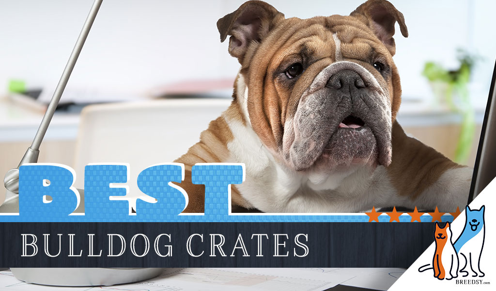 6 Best Dog Crates for Bulldogs in 2020