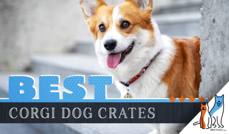 6 Best Dog Crates for Corgis in 2023