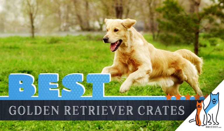 6 Best Dog Crates for Golden Retrievers in 2022