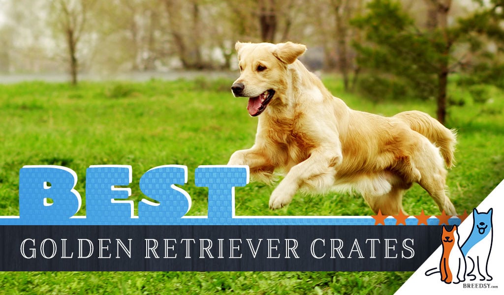 6 Best Dog Crates For Golden Retrievers In 2021