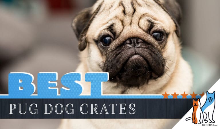 6 Best Dog Crates for Pugs in 2022