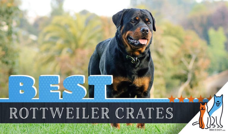 6 Best Dog Crates for Rottweiler in 2023