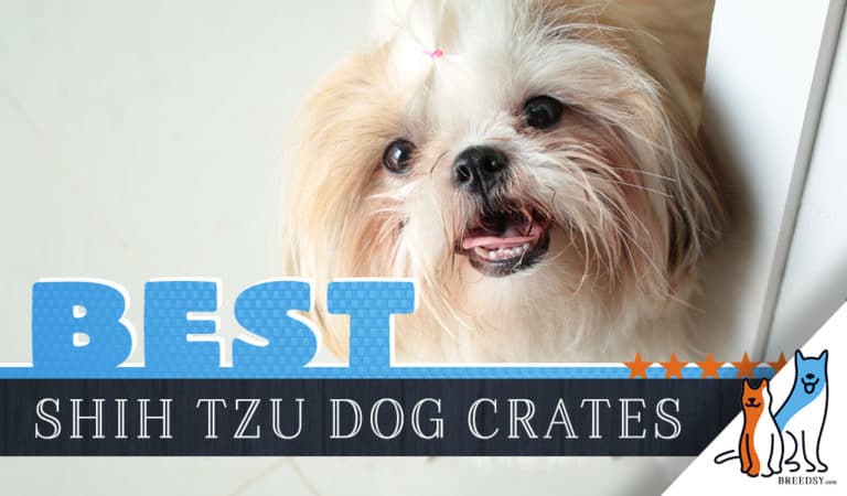 6 Best Dog Crates for Shih Tzu in 2022