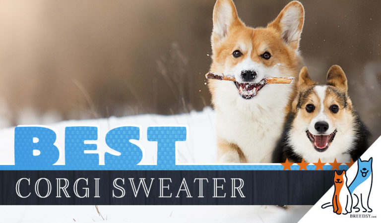 8 Best Sweaters for Corgis