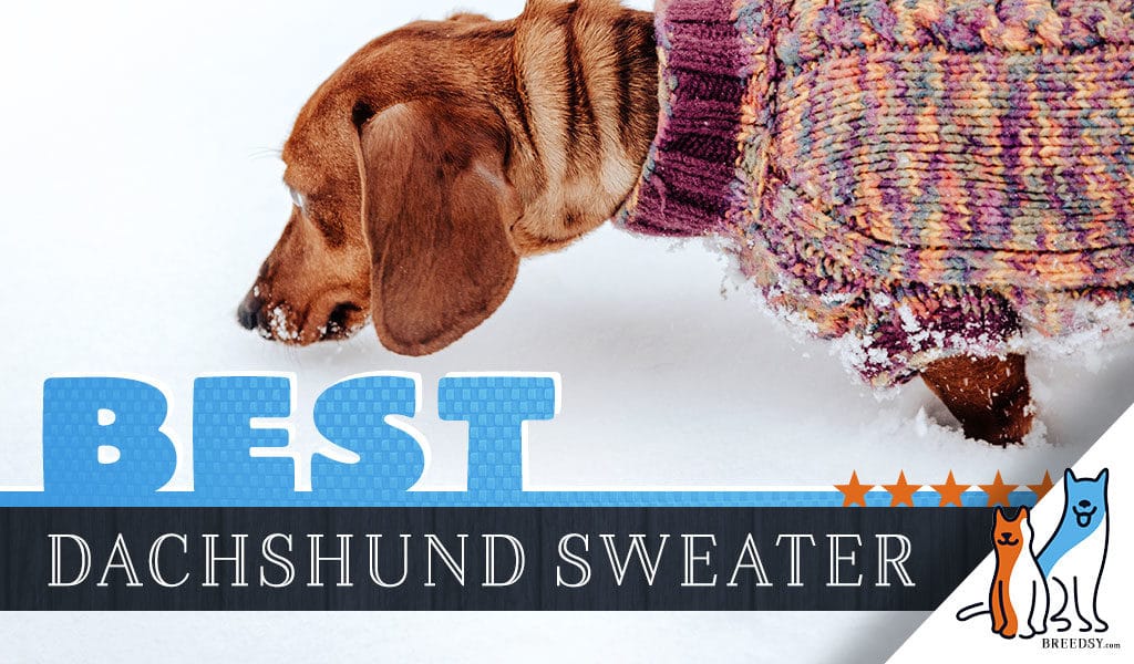 dachshund sweater