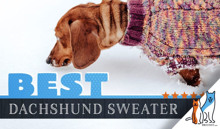 8 Best Sweaters for Dachshunds