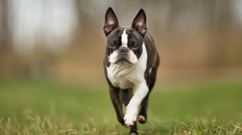 8 Best Sweaters for Boston Terriers