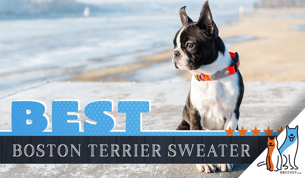 boston terrier sweater from kohl's