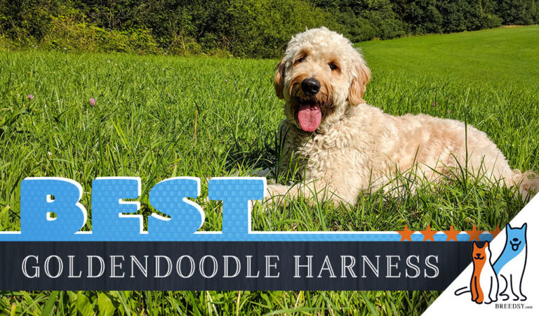 7 Best Goldendoodle Harnesses in 2022